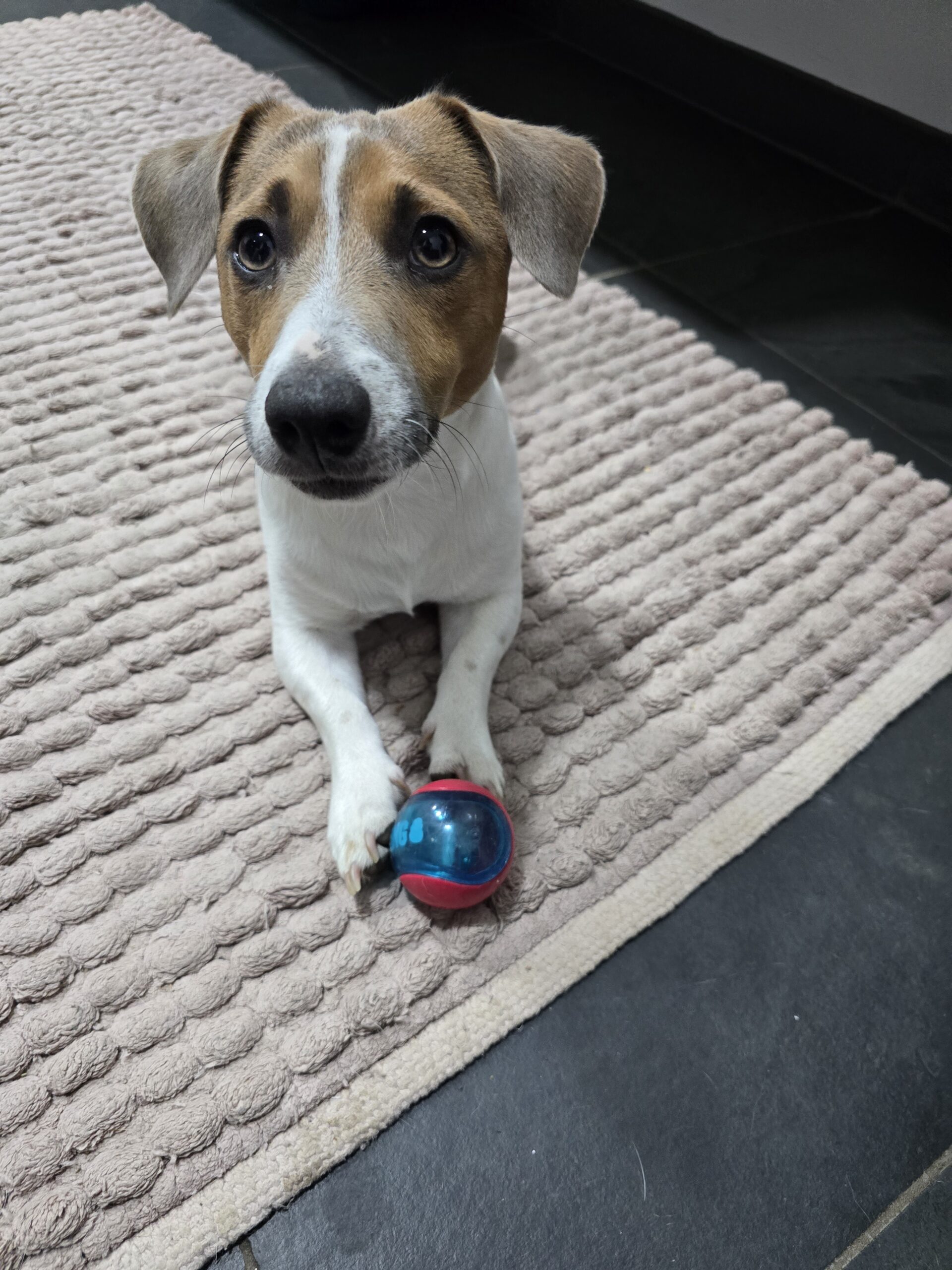 Kai die Therapie Hund